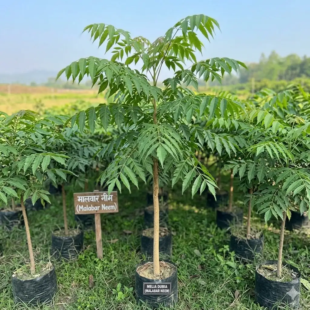 Malabar Neem (मालाबार नीम)
